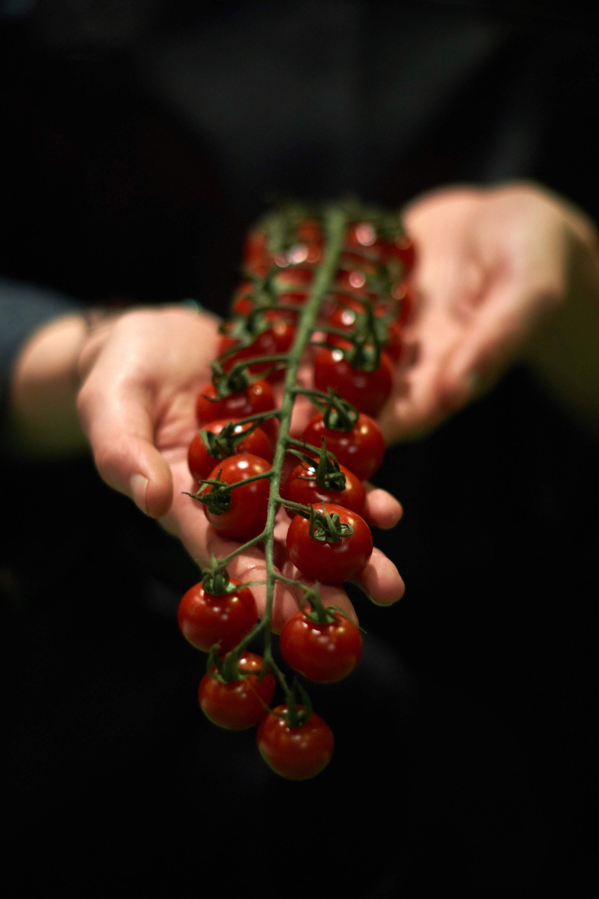 Grappe de tomates cerises présentée à la main.